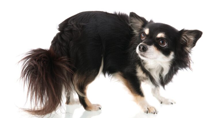 『神経質な犬』の共通点5選　主な特徴やデリケートなワンコへの適切な対応まで(ブログ)