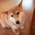 犬が『ごめんね』と言っているサイン５選　叱られた後に反省しているかどうかを判断する方法まで(ブログ)