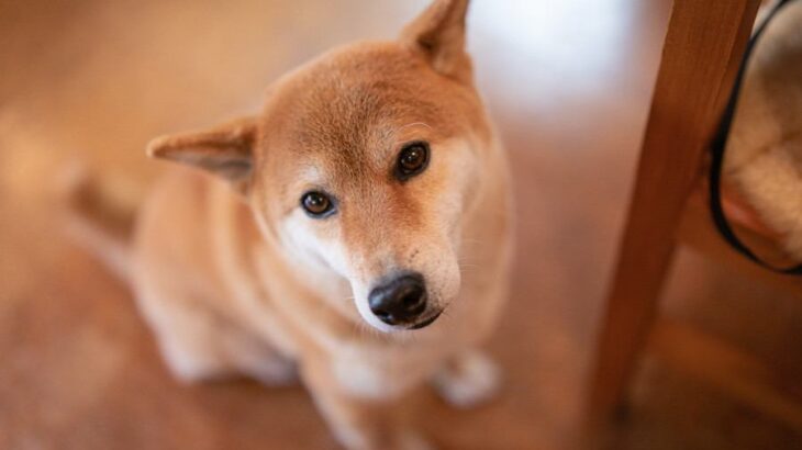 犬が『ごめんね』と言っているサイン５選　叱られた後に反省しているかどうかを判断する方法まで(ブログ)