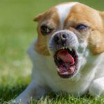 キレやすい犬になってしまう『絶対NG行為』4選　飼い主が避けるべき行動や注意点まで(ブログ)