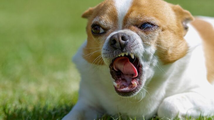 キレやすい犬になってしまう『絶対NG行為』4選　飼い主が避けるべき行動や注意点まで(ブログ)