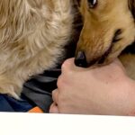 友人が遊びに来て『独り占め』していた犬→お兄ちゃん犬が邪魔してきて…嫉妬しすぎて見せた『アニメのような表情』に反響「笑えるｗｗ」(ブログ)