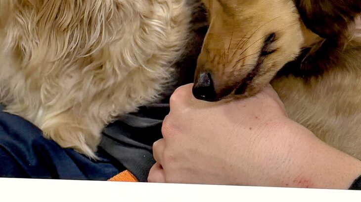 友人が遊びに来て『独り占め』していた犬→お兄ちゃん犬が邪魔してきて…嫉妬しすぎて見せた『アニメのような表情』に反響「笑えるｗｗ」(ブログ)