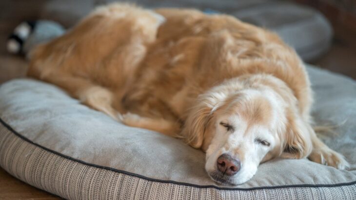 老犬にとって『快適な環境』とは？心と体への負担を減らすためにできることまで(ブログ)