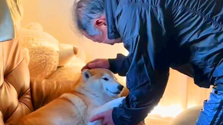 大好きなおじいちゃんと会った柴犬→ナデナデしてもらった結果…喜びが伝わる『尊い表情』に反響「ほのぼの」「幸せな笑顔」「かわいいぃぃ」(ブログ)