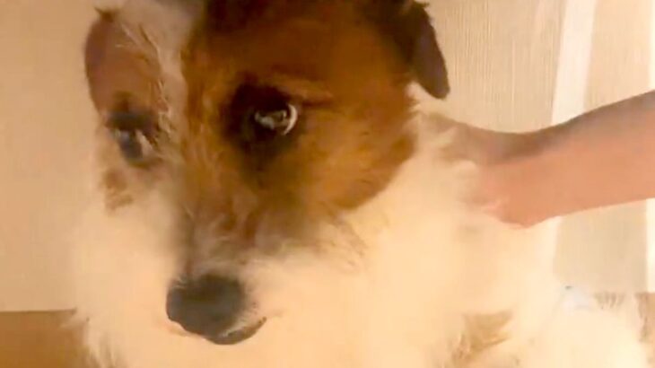 ずっと『何かに怯えた顔』をする保護犬→家族になり、愛情を注いだ結果…もはや別犬のような『表情』に感動「涙出る」「こっちまで幸せになった」(ブログ)