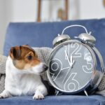 犬は人間のように『時間』がわかるの？愛犬にとっての時間の感覚や判断する方法まで(ブログ)