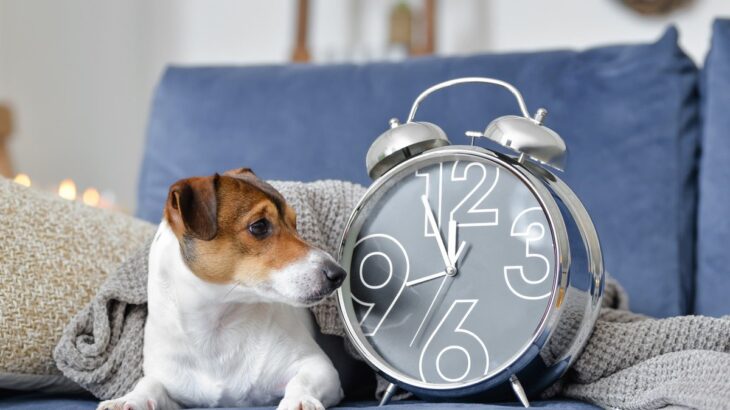 犬は人間のように『時間』がわかるの？愛犬にとっての時間の感覚や判断する方法まで(ブログ)