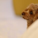 犬が寝る前に『グルグル回る』のはなぜ？3つの理由や注意すべき状態まで解説(ブログ)