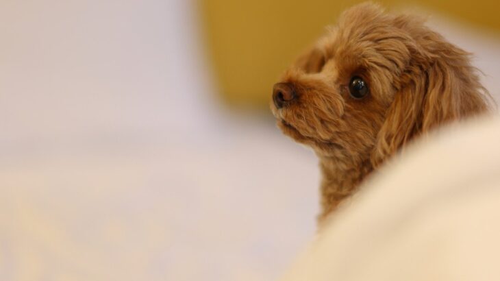 犬が寝る前に『グルグル回る』のはなぜ？3つの理由や注意すべき状態まで解説(ブログ)