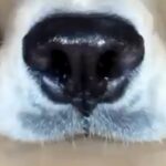 ロボット掃除機を使い始めた結果→家にいた大型犬を…思いがけない『まさかの活躍』に17万いいね集まる「ペットカメラ上位互換ｗ」「最高かよ」(ブログ)