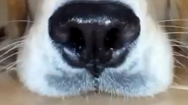 ロボット掃除機を使い始めた結果→家にいた大型犬を…思いがけない『まさかの活躍』に17万いいね集まる「ペットカメラ上位互換ｗ」「最高かよ」(ブログ)