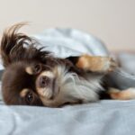 犬が『一緒に寝たい』と言っているサイン3選　飼い主と寝床を共にしても大丈夫？注意点まで解説(ブログ)