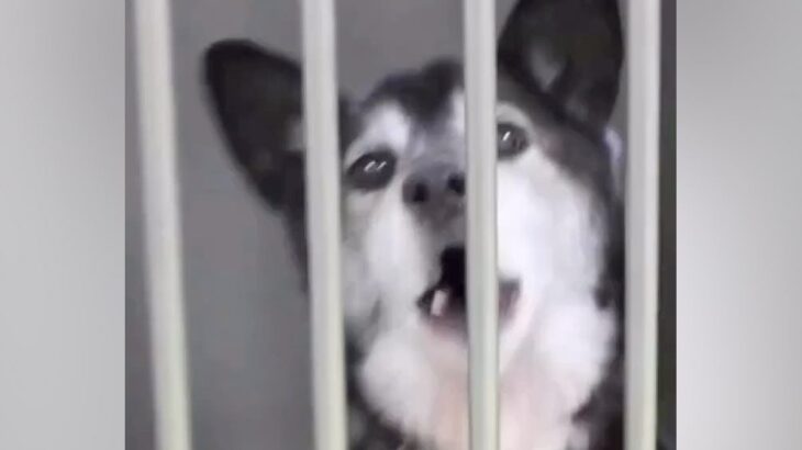 『人懐っこい迷子犬』を保護→家族を待っても、お迎えが来なくて…当時が嘘のような『表情の変化』に感動「最高のストーリー」「末長くお幸せに」(ブログ)