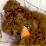子犬に『ニンジンのぬいぐるみ』をあげた結果…数ヶ月後→あまりにも愛おしい『大切にしている光景』が17万再生「宝物だね」「成長を感じる」(ブログ)