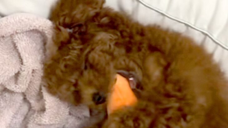 子犬に『ニンジンのぬいぐるみ』をあげた結果…数ヶ月後→あまりにも愛おしい『大切にしている光景』が17万再生「宝物だね」「成長を感じる」(ブログ)
