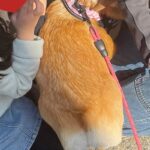 犬の散歩に行こうと玄関を開けた結果→『春休み中の小学生軍団』に捕まって…平和で愛に溢れた光景が55万表示「一人だけ上級者いるｗ」「素敵」(ブログ)