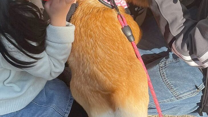 犬の散歩に行こうと玄関を開けた結果→『春休み中の小学生軍団』に捕まって…平和で愛に溢れた光景が55万表示「一人だけ上級者いるｗ」「素敵」(ブログ)