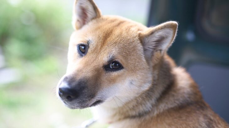 犬に名前をつけるときのポイント3つ　愛犬が覚えやすい言葉とは？失敗しないコツまで(ブログ)