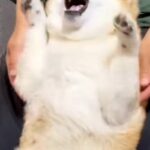 耳に薬をさす犬→『ものすごく嫌がっている』と思いきや…薬を入れる瞬間の『態度』が愛おしすぎると35万再生「おててがｗｗ」「あざとすぎる」(ブログ)