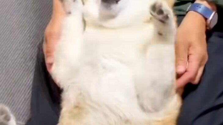 耳に薬をさす犬→『ものすごく嫌がっている』と思いきや…薬を入れる瞬間の『態度』が愛おしすぎると35万再生「おててがｗｗ」「あざとすぎる」(ブログ)