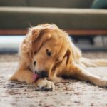 犬が『我慢』しているサイン５選　ストレスを溜めさせないための改善策とは？(ブログ)