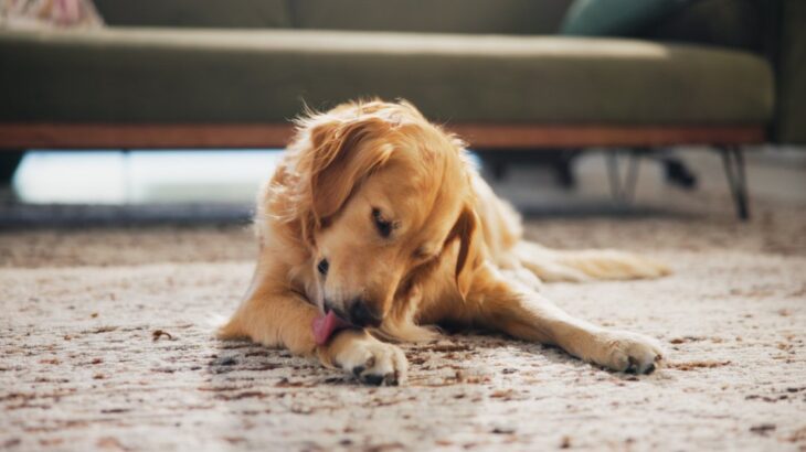 犬が『我慢』しているサイン５選　ストレスを溜めさせないための改善策とは？(ブログ)