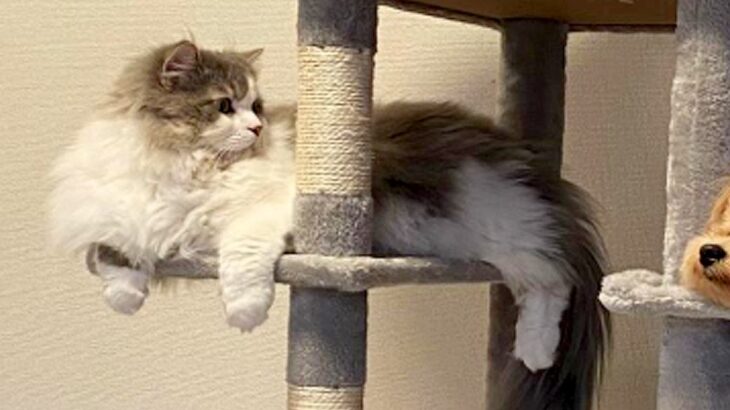 猫のために『キャットタワー』を設置したら、犬が…まさかの猫化？影響を受け過ぎた光景に反響「乗っ取られたｗｗ」「リラックスしてるの草」(ブログ)