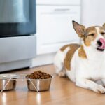 犬が『このご飯嫌い』と言っている仕草や行動５選　愛犬が偏食になってしまう原因とは？(ブログ)