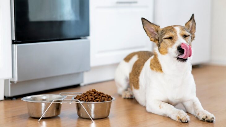 犬が『このご飯嫌い』と言っている仕草や行動５選　愛犬が偏食になってしまう原因とは？(ブログ)