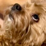妻の頭をマッサージしていたら、犬が『ボクもやってほしい』とせがんできて…人間の子どものような光景が21万再生「一石二鳥で最高」「白目ｗ」(ブログ)