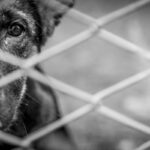 『捨てられた犬』はどうなるの？飼育放棄された犬の行く末や知っておくべき悲しい現実まで(ブログ)