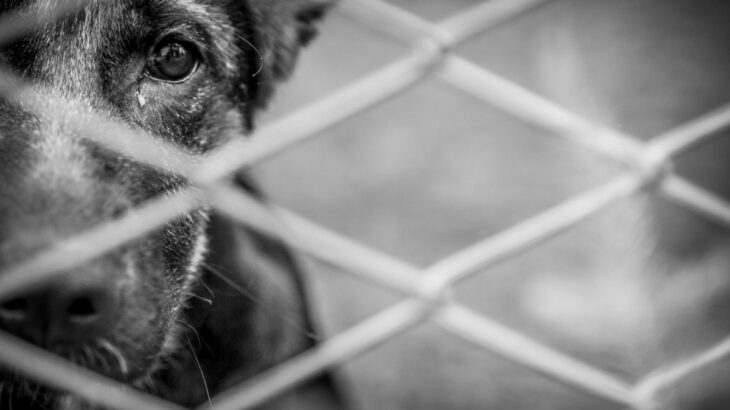 『捨てられた犬』はどうなるの？飼育放棄された犬の行く末や知っておくべき悲しい現実まで(ブログ)
