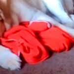 突然入院した女性→病室から『自宅で待つ大型犬』を確認した結果…今すぐに帰りたくなる『涙の光景』が12万再生「胸が痛い…」「寂しいよね」(ブログ)