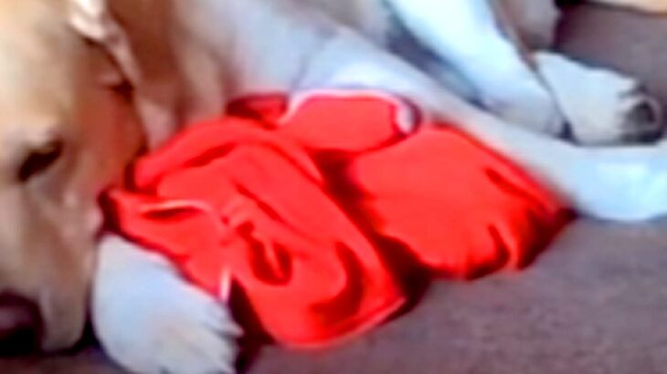 突然入院した女性→病室から『自宅で待つ大型犬』を確認した結果…今すぐに帰りたくなる『涙の光景』が12万再生「胸が痛い…」「寂しいよね」(ブログ)