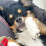 犬があまりにもご飯を食べないので、心配で病院に連れて行ったら…予想外だった『まさかの診断結果』に反響「すごい診断名ｗｗ」「あるある」(ブログ)