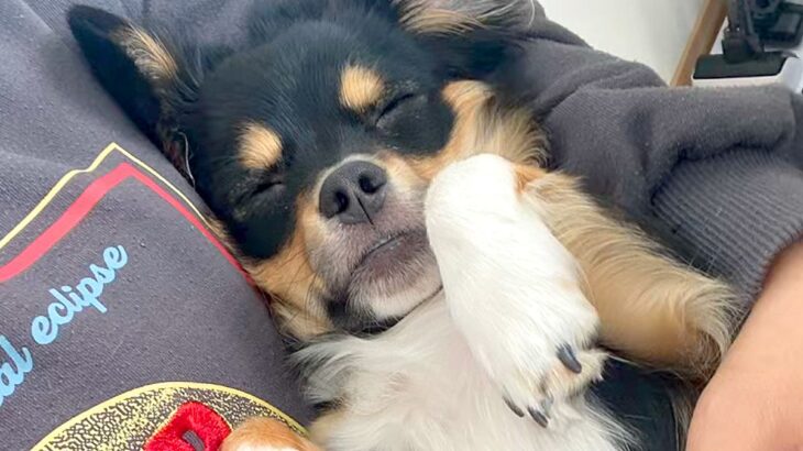 犬があまりにもご飯を食べないので、心配で病院に連れて行ったら…予想外だった『まさかの診断結果』に反響「すごい診断名ｗｗ」「あるある」(ブログ)