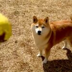 『こんなつまらなそうな犬初めて見たｗｗ』犬にボールを投げた結果→遊ぶかなと思ったら…『想定と違いすぎる光景』が29万再生「虚無柴で草」(ブログ)