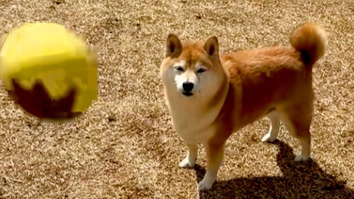 『こんなつまらなそうな犬初めて見たｗｗ』犬にボールを投げた結果→遊ぶかなと思ったら…『想定と違いすぎる光景』が29万再生「虚無柴で草」(ブログ)