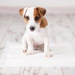 犬に絶対NGな『トイレ環境』５選　粗相を減らすための適切な置き場とは？(ブログ)