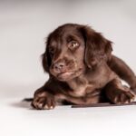 犬が『喉を鳴らす』3つの心理　グルグルと音を出すのはなぜ？注意すべき状態まで(ブログ)