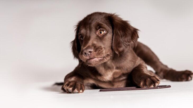 犬が『喉を鳴らす』3つの心理　グルグルと音を出すのはなぜ？注意すべき状態まで(ブログ)