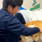 『花粉症やから！』どうしても男の子と一緒に寝たい犬→無理だと伝えると…思った以上に『駄々をこねる光景』が21万再生「断固たる決意ｗ」(ブログ)