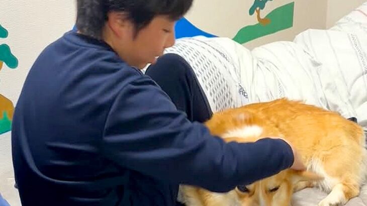 『花粉症やから！』どうしても男の子と一緒に寝たい犬→無理だと伝えると…思った以上に『駄々をこねる光景』が21万再生「断固たる決意ｗ」(ブログ)
