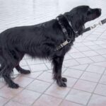犬が『尻尾を隠す』心理3つ　足の間に挟み込む理由や気持ちを読み取るためのコツまで(ブログ)