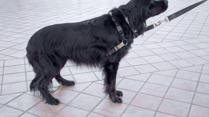 犬が『尻尾を隠す』心理3つ　足の間に挟み込む理由や気持ちを読み取るためのコツまで(ブログ)