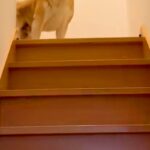 お母さんとお姉ちゃんの帰宅には大喜びする犬→お兄ちゃんの場合は…辛辣すぎる『態度の違い』が294万再生「いい顔で草」「静止画かとｗｗ」(ブログ)