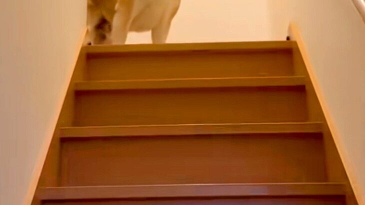 お母さんとお姉ちゃんの帰宅には大喜びする犬→お兄ちゃんの場合は…辛辣すぎる『態度の違い』が294万再生「いい顔で草」「静止画かとｗｗ」(ブログ)