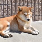 犬を『日向ぼっこ』させるメリットとは？体調を良好に保つための重要な役割まで(ブログ)