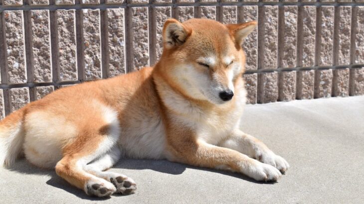 犬を『日向ぼっこ』させるメリットとは？体調を良好に保つための重要な役割まで(ブログ)